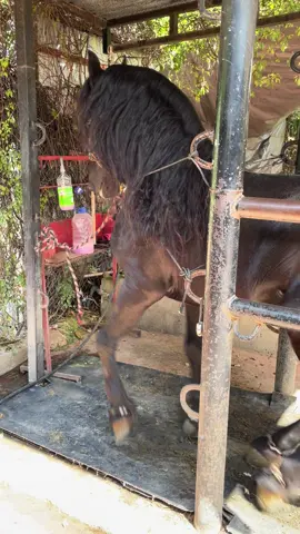 #caballosbailadores #huracan #alegre #paratii 