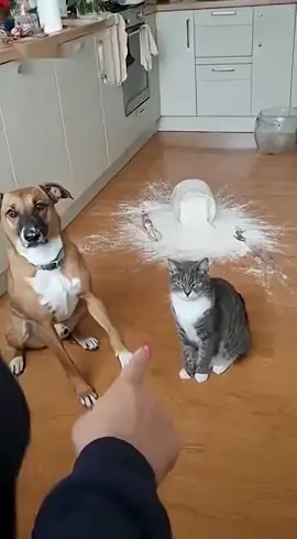 gato culpable #cat #dog #funny