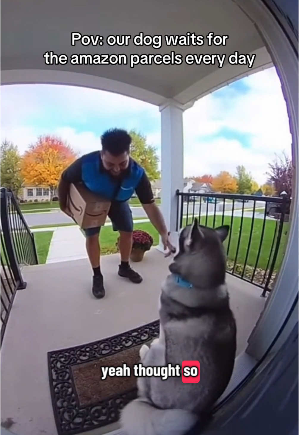 Doggies favourite time of the day is delivery time! 📦 #husky #dogsoftiktok #funnydogs 