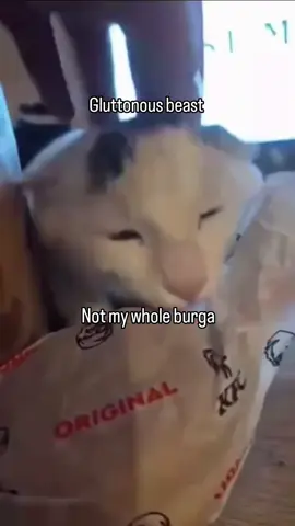 #catsoftiktok #fyp #foryoupage #funnymoments #funnyvideos 