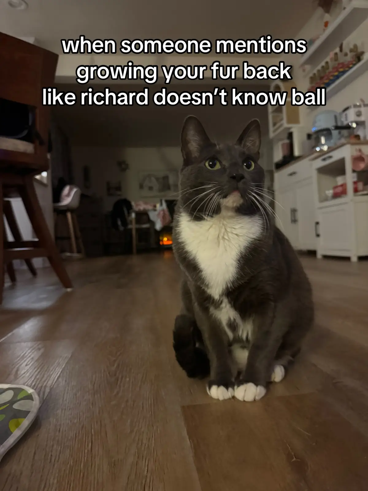 he knows a thing or 2 about growing INCHESSSS #fyp #cat #catsoftiktok #baller #PetsOfTikTok 