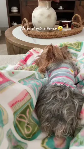 #perritos #yorkshireterrier #yorkie #perrita #yorkiemom 