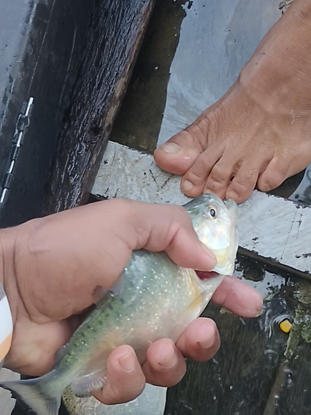 Ainda bem que eu não sou um cara mal kkkk #pescaria #f #pesca 
