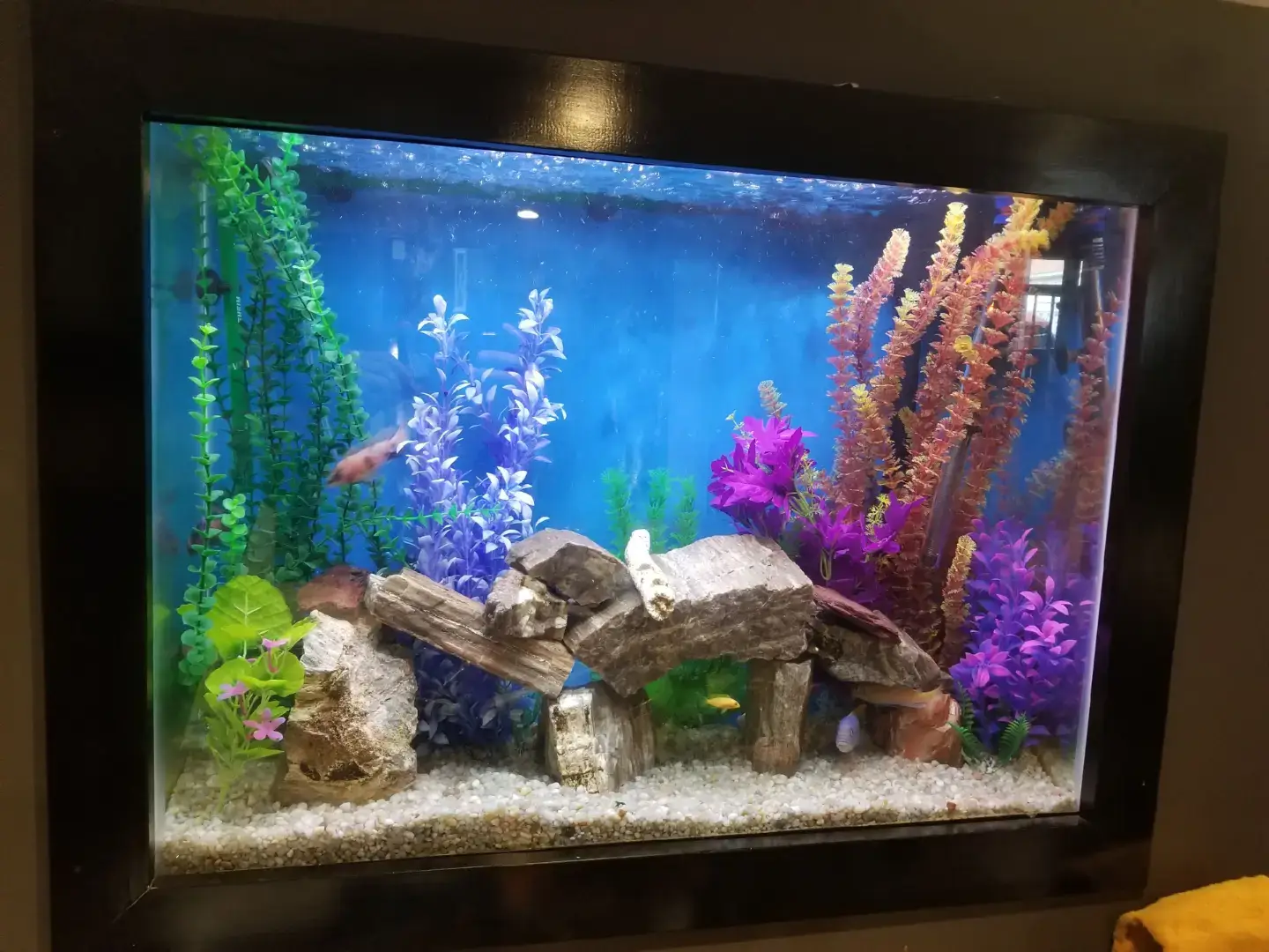 simple freshwater set ups over the years...