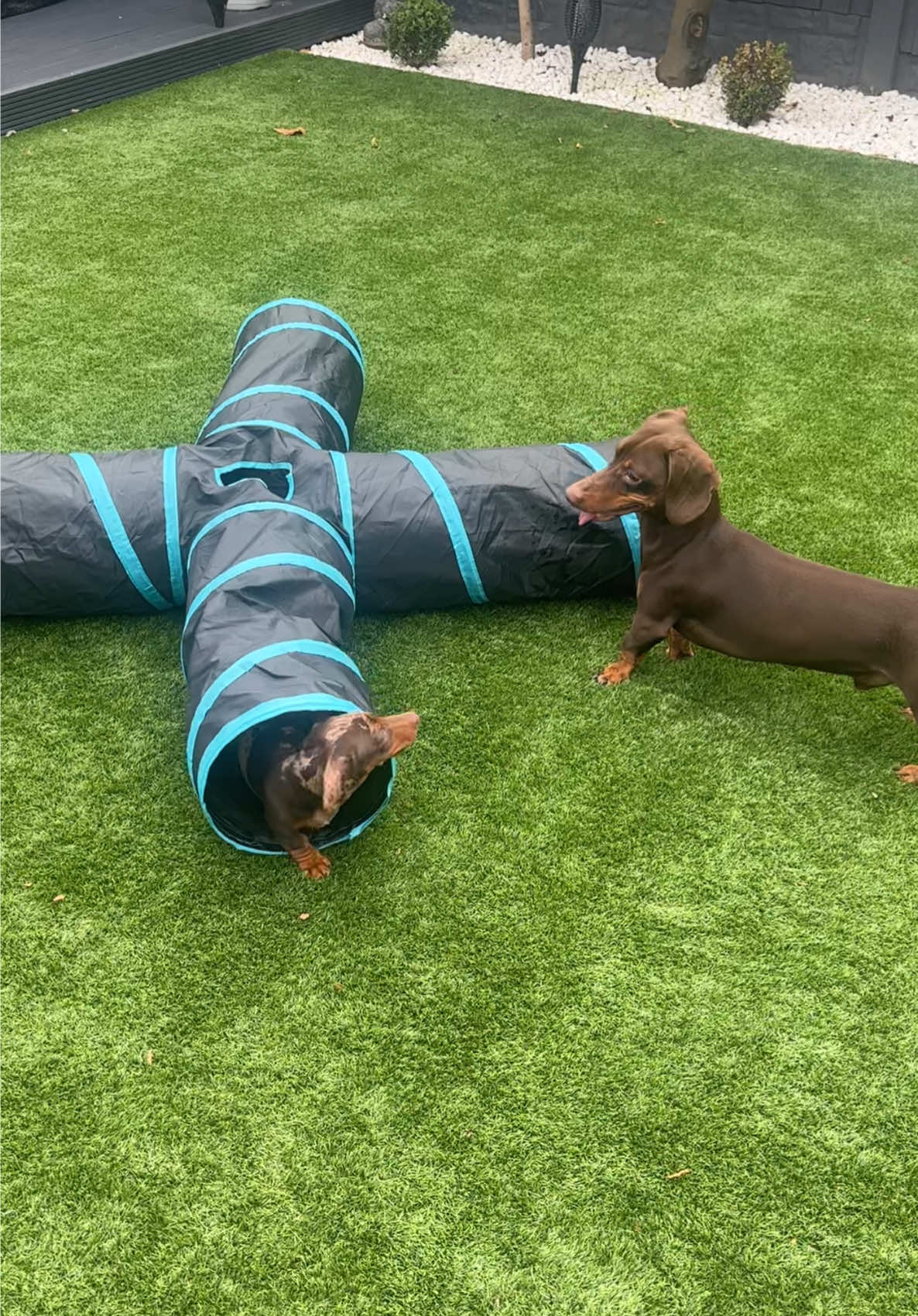 Frankie playing whack-a-mole🤣 #dachshund #sausagedog #dogoftiktok #funnypets #dachshundsoftiktok 