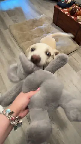 can’t leave Marshall’s without getting hims a toy 🐘🥰
