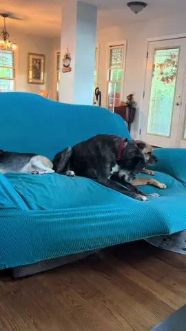Just hangin’ #seniorpawsrescue #foreverhome #adoptdontshop #dogmom #rescuedog 