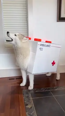 nomes engraçados parte 10/2-animais engraçados, tiktok viral 2025 😂😂🤣#animaisnotiktok #comedia #cachorros #engracado #fyp 