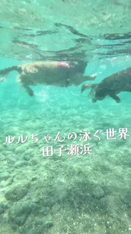 #泳ぐ犬 #swimmingdog 