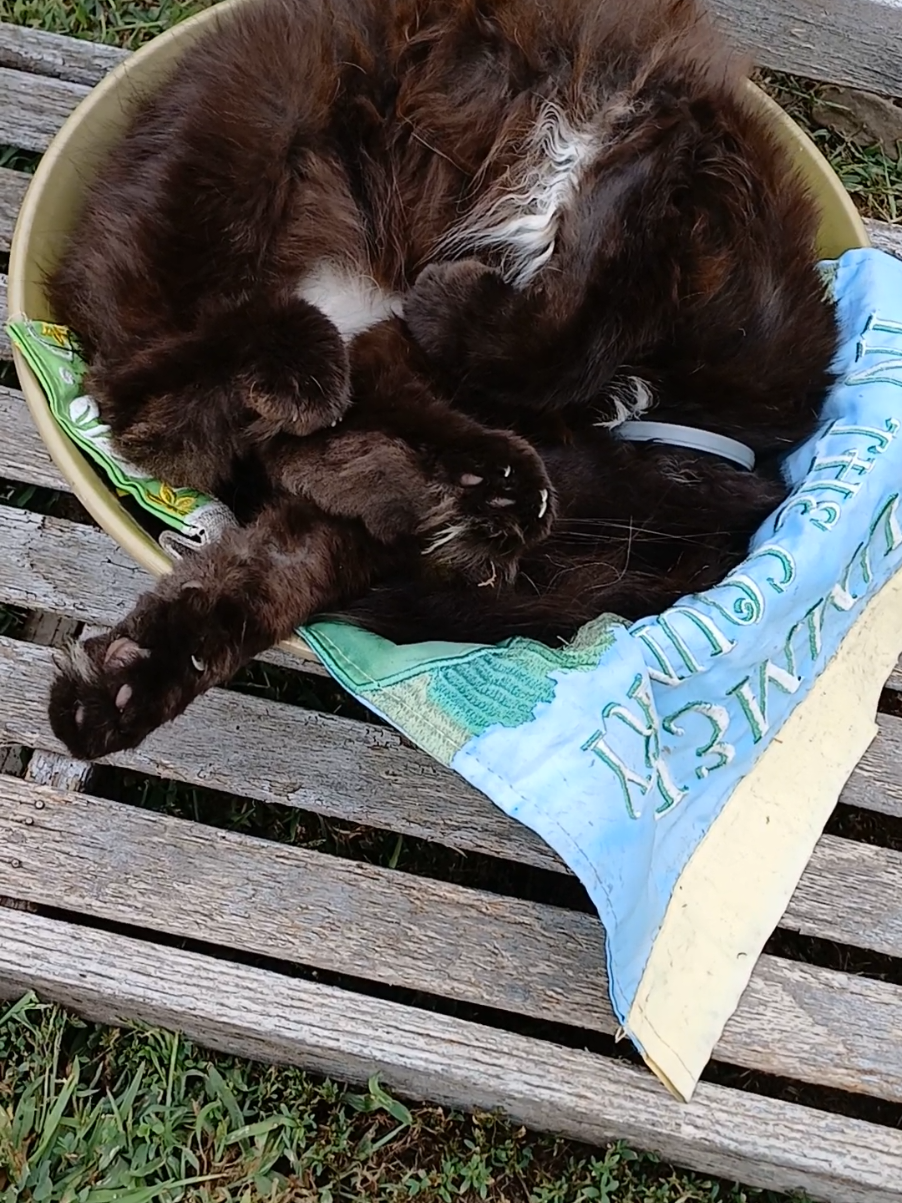 This little life ❤️ #thislittlelife #countrylife #blackcatsoftiktok #blackcatsaregoodluck 