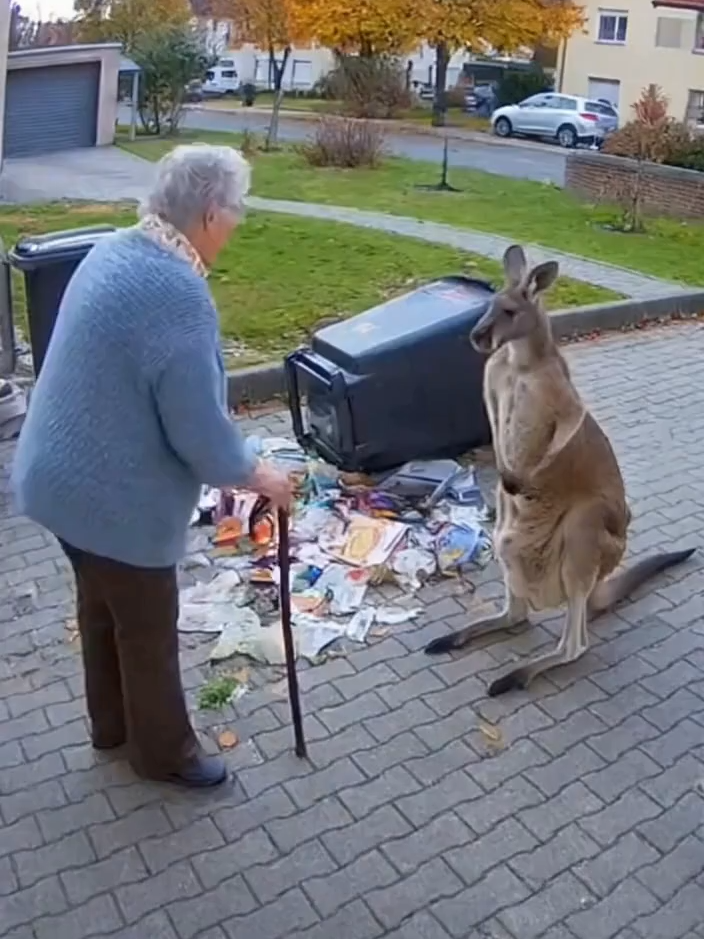 Berliner Oma stellt entlaufendes Känguru zur Rede! #shorts #kanguru #subscribe - videosAIpro Was macht dieses Känguru mitten in Berlin? Und warum hat es den Müll umgeworfen? 😲 Diese Oma lässt sich nichts gefallen und stellt das Tier direkt zur Rede! 🦘💥 👉 Like, kommentiere und abonniere für mehr verrückte Szenen! #berlin #kanguru #funnyanimals #oma #witzig #shorts #subscribe #viralvideos #videosAipro #funnyshorts