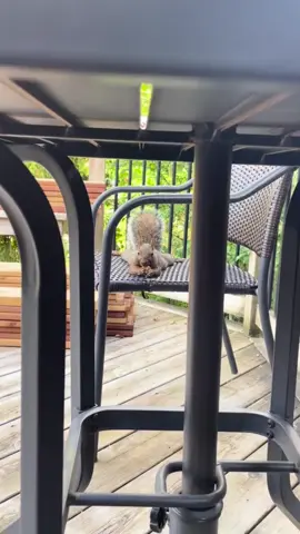 Pancaked out and everything #squirrel #animal 