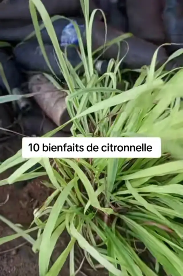 #tiktokcanada🇨🇦  #tiktokcanada #tiktoksuisse🇨🇭 #tiktokfrance🇨🇵 #tiktokbelgique🇧🇪 