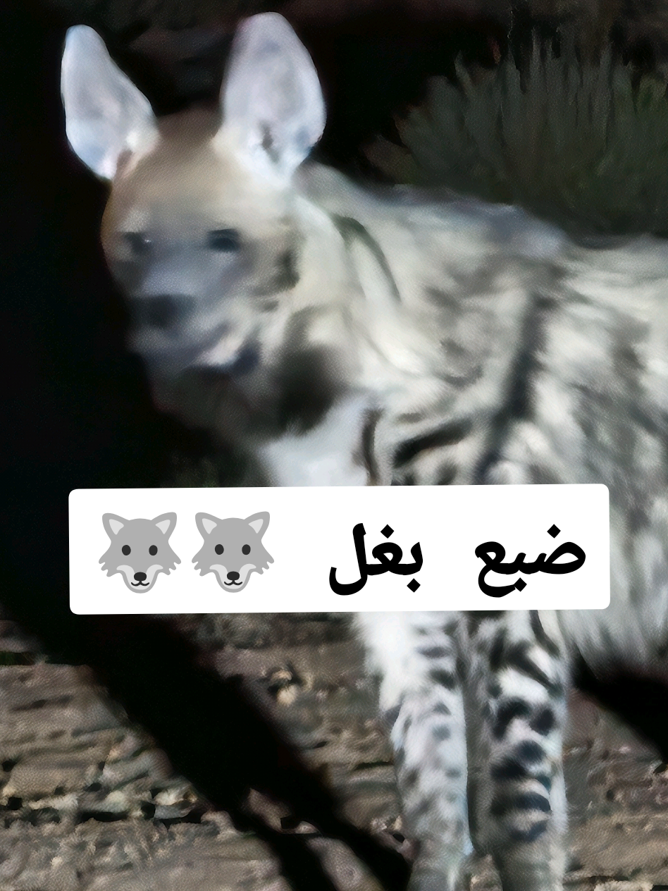 ضبع بغل  #viral #الجزائر  #الشعب_الصيني_ماله_حل😂😂 