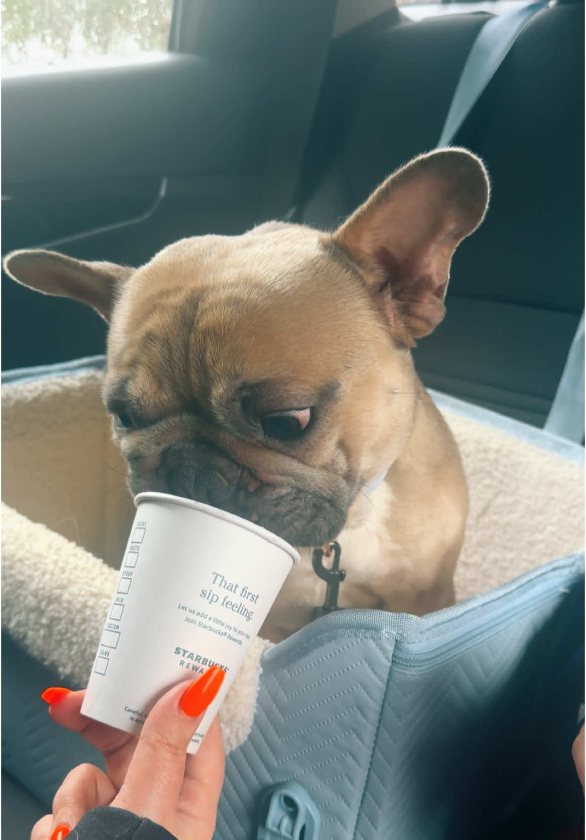 Happy 1st birthday to my Mochi boy 🤍 What a year it’s been with my best friend ✨ 