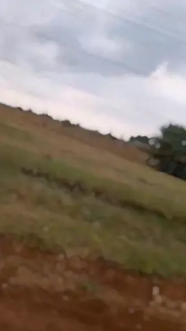 The road of life.... #wildlife #southafrica #verykwl 