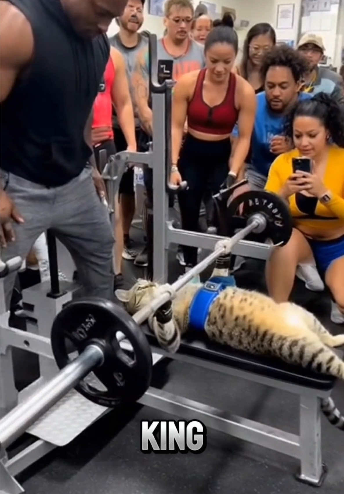 Cats max bench press recorded #FORYOU #Sora #FYP #Cat #workout 