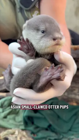 BABY OTTER PUPS!?! 😭🦦❤️ Zoo Director Pati gave me an EXCLUSIVE LOOK at these 5 week old beauts. 🙌🏼 @Wild Animal Safari - Missouri #Otter #BabyAnimals #Cute #Zoo 