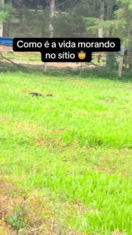 #daschundsoftiktok #daschund #cachorros #cachorrosdotiktok #salsicha 