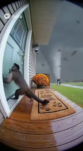 Monkey flying into tornado #sora #ai #funny #monkey #tornado 
