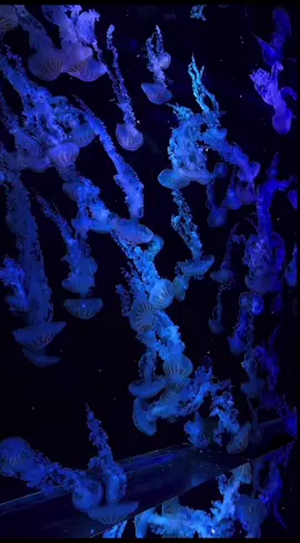 #fyp #meduse #bleu #relaxant