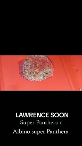 Super Panthera Albino super Panthera 