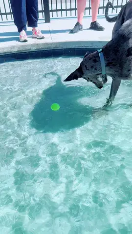 🐾💦 Poolside fun at its finest!🐾💦