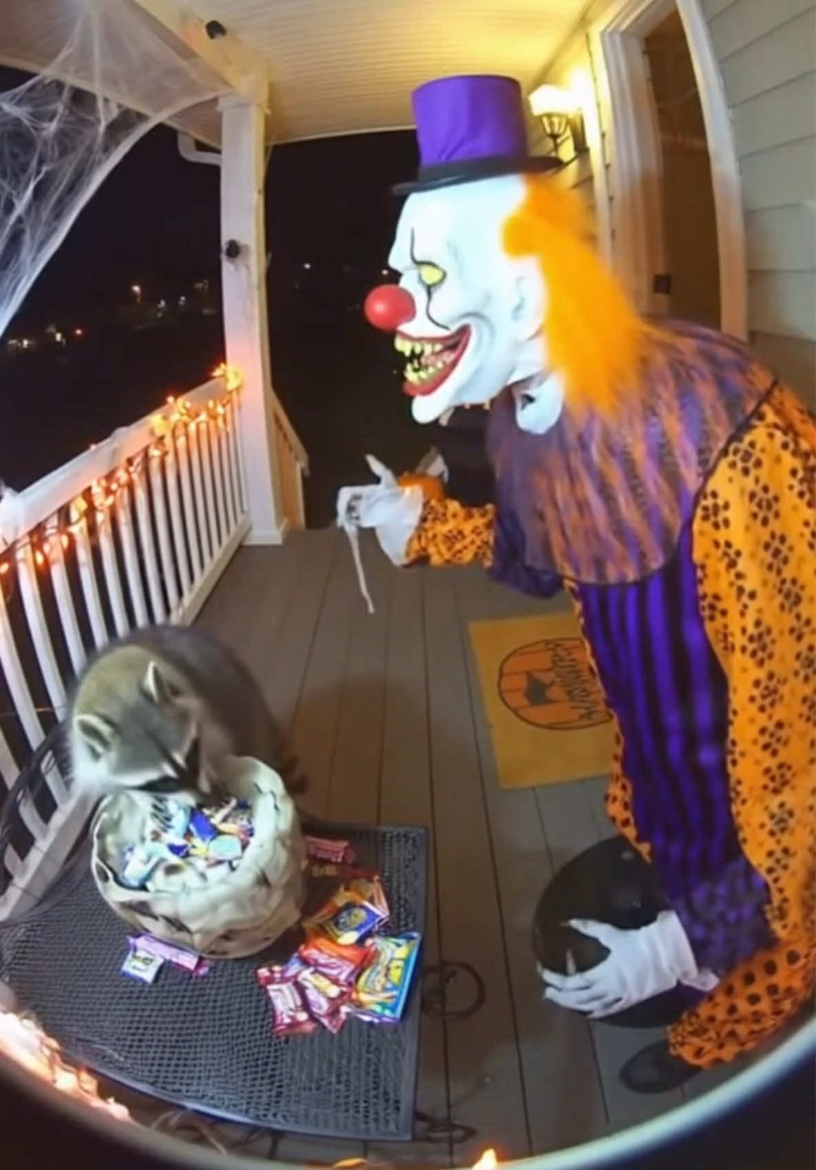 Halloween chaos has officially begun. 🎃🦝 #halloween #raccoon #animals #funnyvideos #spooky 