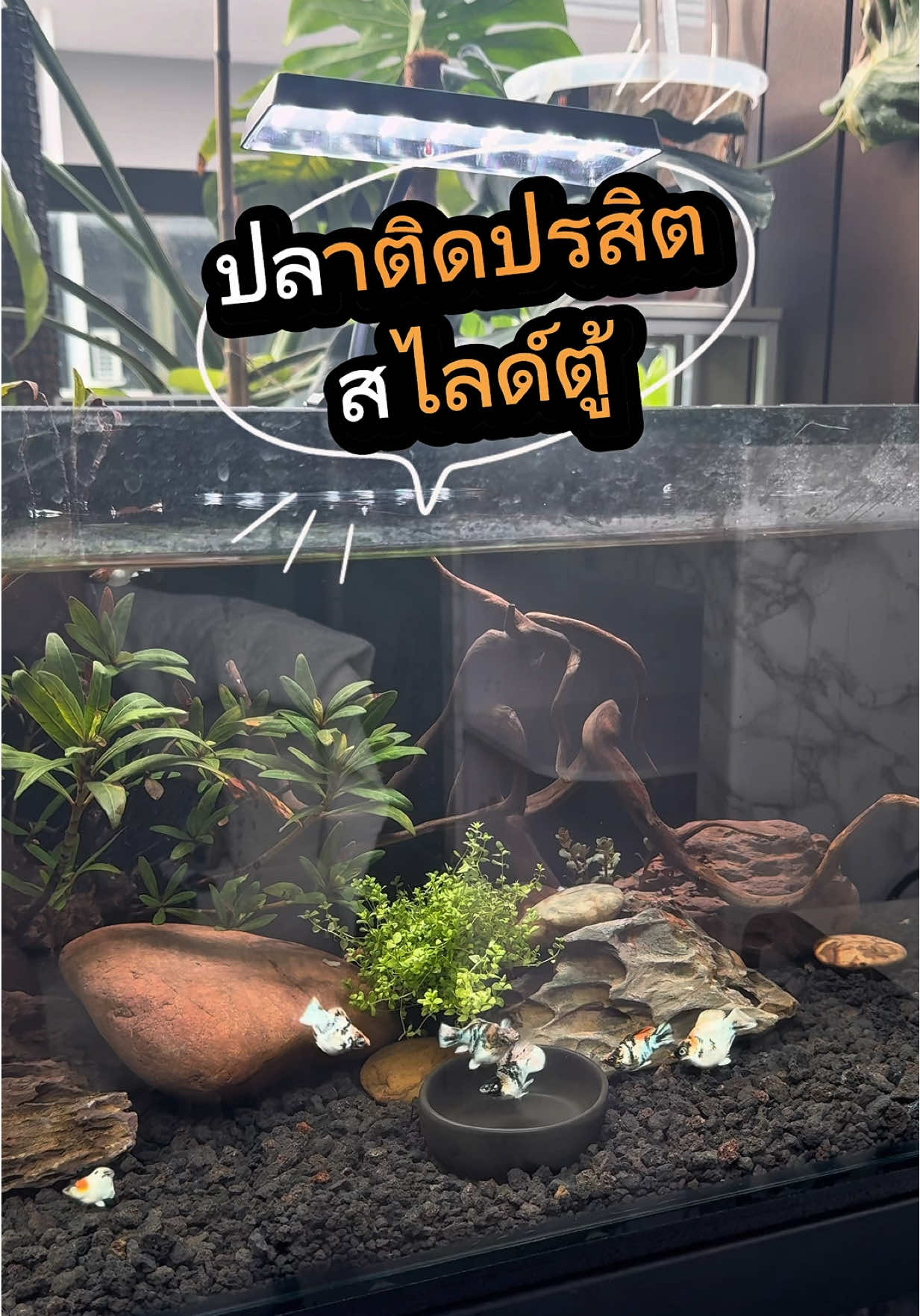 ปลาสไลด์ตู้ ไสลต์ตัว ไถ่ตู้  ว่ายส่ายหัว แก้ไม่หาย  มาฟังทางนี้ 📍 #ปลาบอลลูน #ธรรมชาติบำบัด ##ปลาสวยงาม##รักษาปลา #ปลาป่วย 