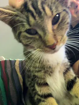 lil man 😽 #catsoftiktok #cat #fyp #mlm 