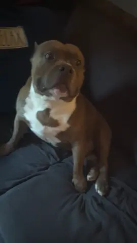 the perfect take down #kingtheamericanbully #kingtheamericanbullyofficial #kingtheamericanbullyspack #kinglaramiedozercowboy 