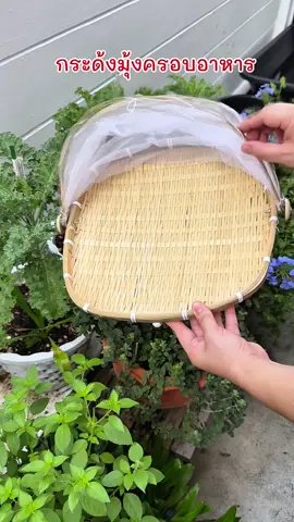 กระด้งมุ้งครอบอาหารกันแมลง ตัวกระด้งสานจากไม้ไผ่สวยงาม และมีมุ้งครอบกันแมลง #tiktokshopครีเอเตอร์ #กระด้งมุ้งครอบอาหาร #กระด้งมุ้ง #ใช้ดีบอกต่อ #นิชารีวิวของใช้