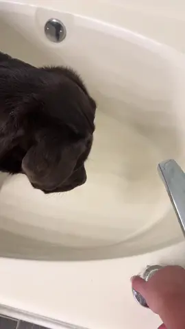 Crazy water 🚿👹  #PetsOfTikTok #viral #trending #labrador #puppy 