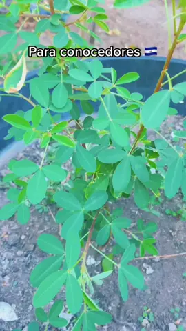 #Recuerdos ##LIVEIncentiveProgram #SideHustleLIVE #PaidPartnership 