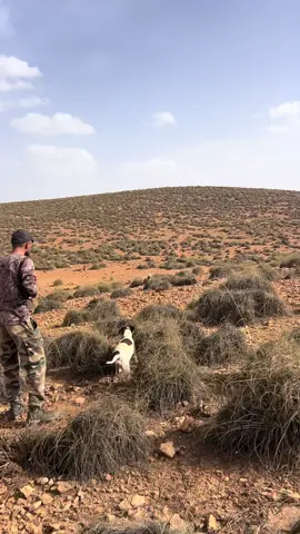 #chasseperdrix #maroc #pointeranglais #setter #trip 