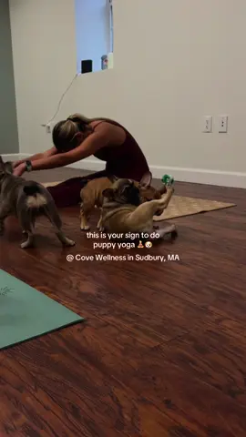 never been happier 🥹 #puppyyoga #yoga #puppytiktok #massachusetts #dogyoga 