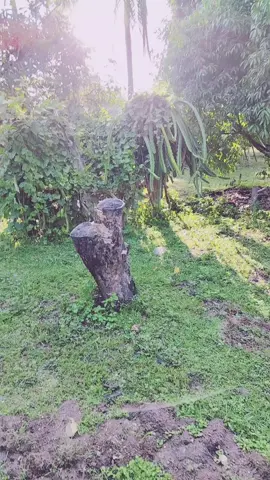 แสงยามเช้าแสงแห่งพลัง#สตอรี่ #แม่พี่เกรซน้องกูล #ธรรมชาติ #tiktokviral #ขึ้นฟีดเถอะ 