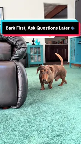 Bark First, Ask Questions Later 🗣️ Me: What did you hear? Norman: EVERYTHING. EVERYWHERE. ALL AT ONCE. 🤣 #dachshundsoftiktok #dachshund #miniaturedachshund #wienerdog #sausagedog 