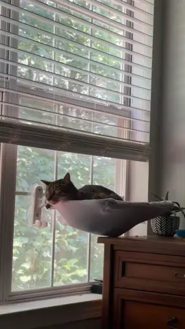 He’s been judging me from here ever since 🐾