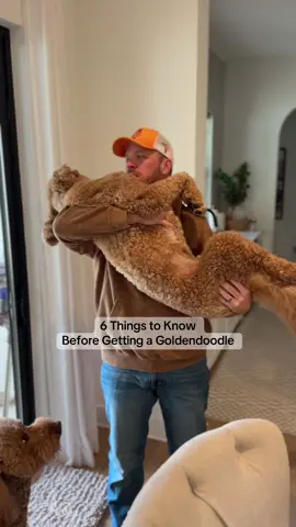 6 things they don’t tell you about living the doodle life 😂🐶 #goldendoodle #doodle #fypシ゚viral 