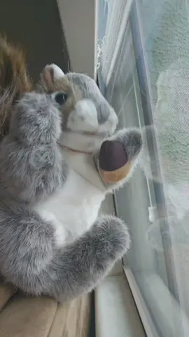 Just shaking it!!!! #dancingsquirrel #makeitvirаl 