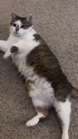the oracle refuses to share her wisdom #cat #cats #catsoftiktok #pet #pets #PetsOfTikTok #cute #funny