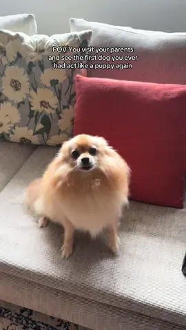 She may be older but she still gets so excited 😭  #dogs #pomeranian #puppy