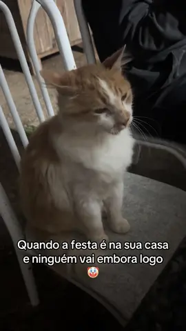 Nossa Márcia ce tem cada ideia… #animais #gatos #animals 