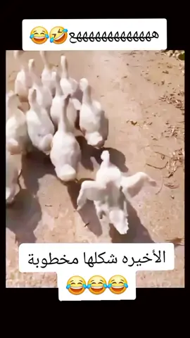 #مالي_خلق_احط_هاشتاقات🦦 #متابعه_ولايك_واكسبلور_فضلا_ليس_امر 