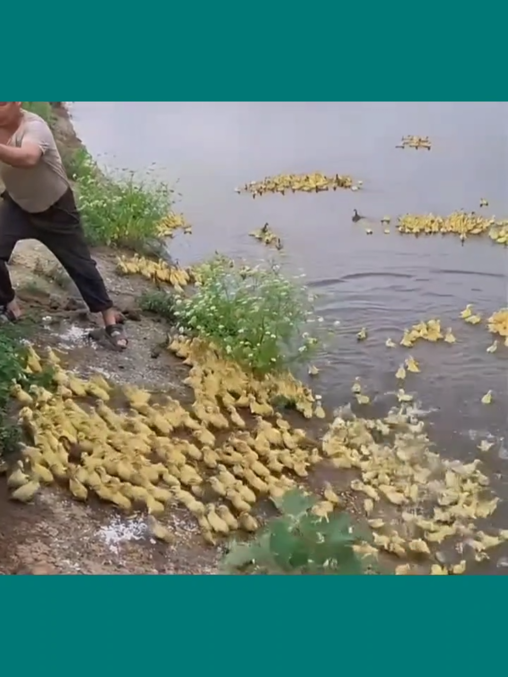 cultivo de arroz con patos