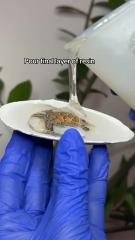 DIY Sea Turtle in Shell 🐚🐢🎨  1. Start with an empty clean shell  2. Add rocks or small shells  3. Pour resin over the rocks and wait 24 hours to cure 4. Paint your first layer of the sea turtle shape, wait for paint to dry 5. (Optional) Pour another layer of resin and wait another 24 hours to cure 6. Paint on the turtle shell details  7. Add texture marks  8. Paint the eyes  9. Add final layer of resin once paint has dried 10. Evaporate bubbles with a torch and let resin sit for 24 hours to cure #paintingideas #LearnOnTikTok #arttok #artsandcrafts 