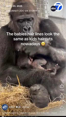 #haircutstoday #cincinattizoo #babygorilla #notmyvideo#abcchannel7news 