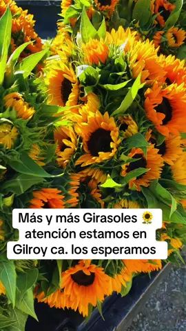 #victorfarms🚜 #flowers #california #agriculture #bayarea 