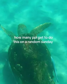 love this beach life  #seaturtle #oceanlife #sundays #seaanimals #turtle